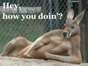 lazy kangaroo